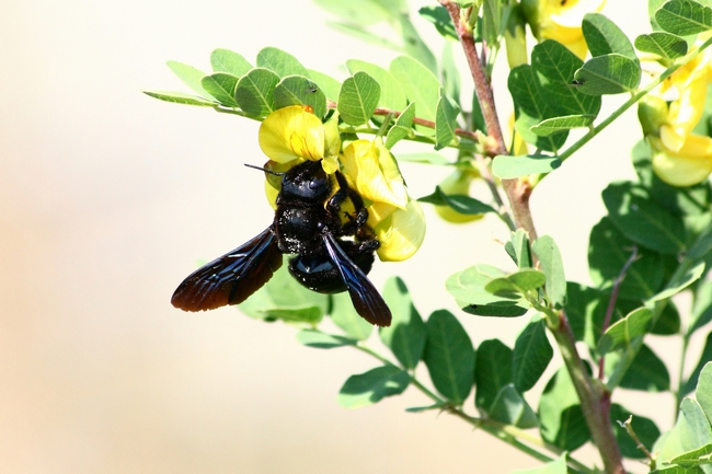 Grosso imenottero nero con rilfessi blu: Xylocopa sp.